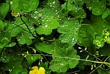 Sabah� kar��layan �i� taneleri 
